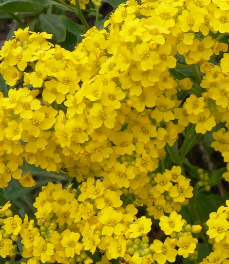 Alyssum saxatile 'Goldkugel'